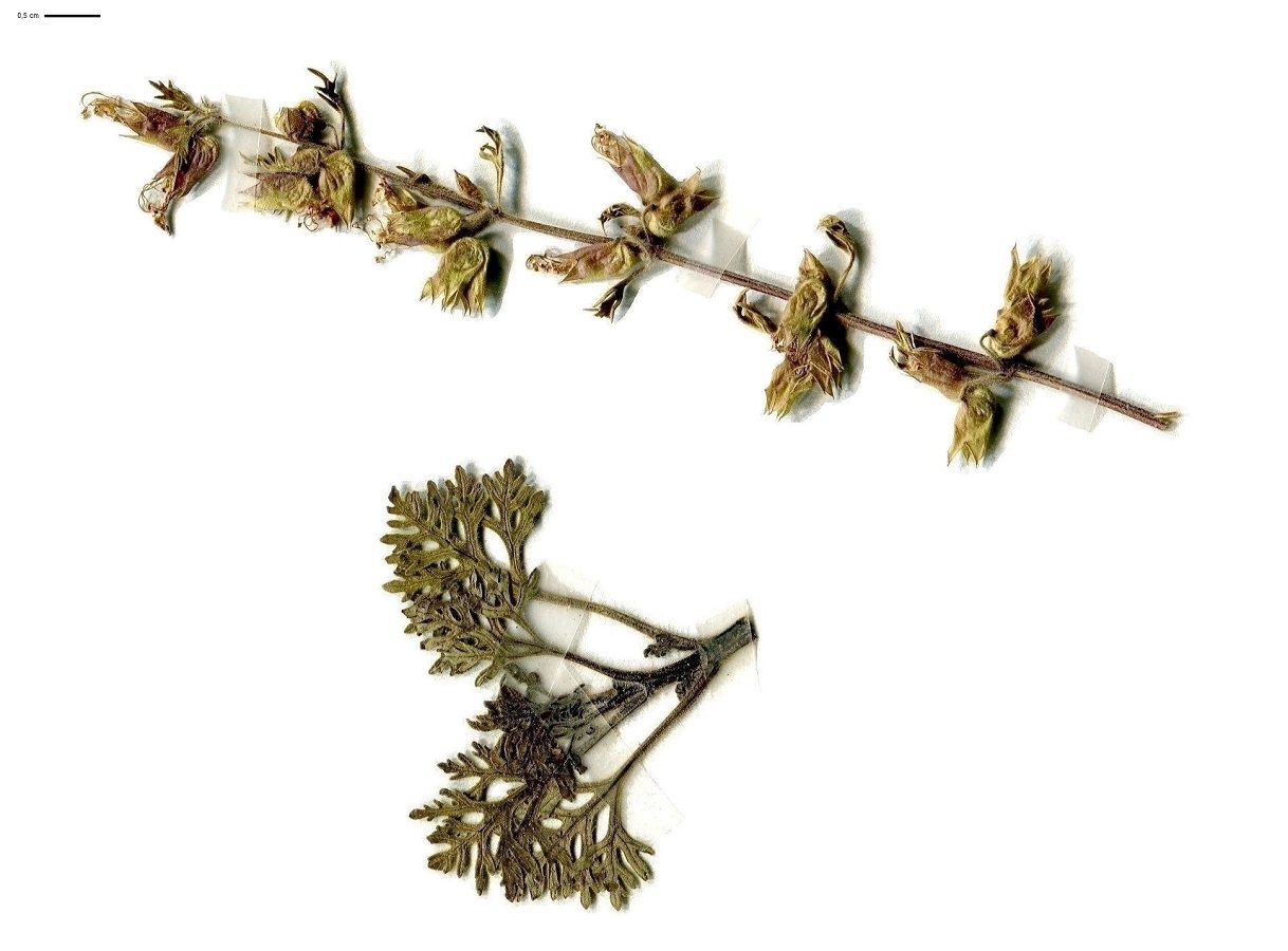 Teucrium botrys (Lamiaceae)